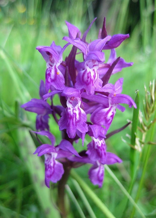 Image of Dactylorhiza majalis specimen.