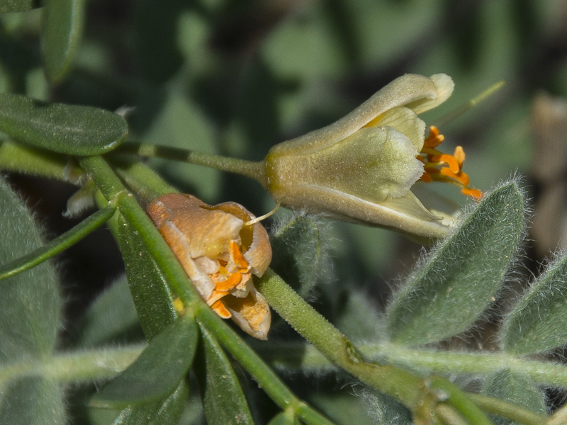 Image of Zygophyllum pinnatum specimen.