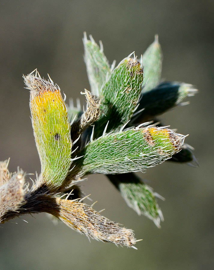 Image of Moltkiopsis ciliata specimen.