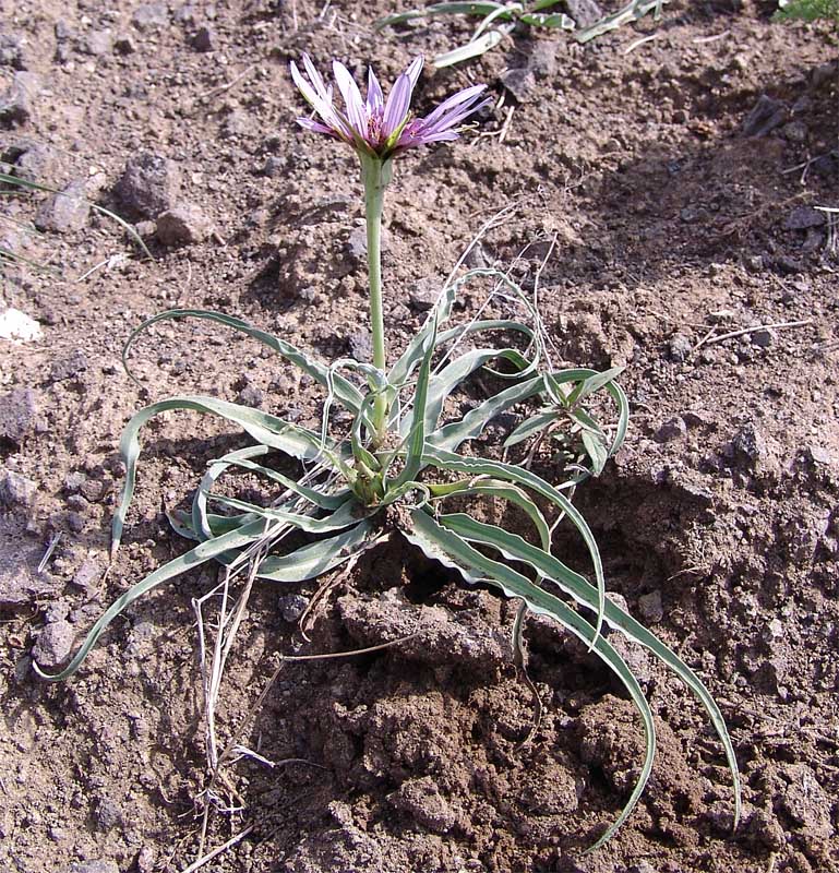 Image of Tragopogon collinus specimen.