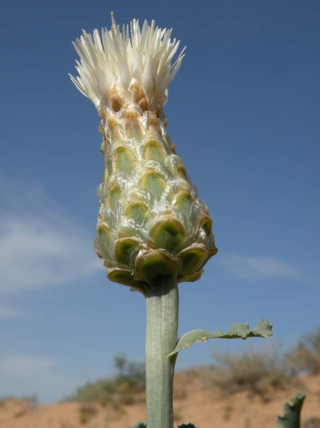 Image of Stemmacantha nitida specimen.