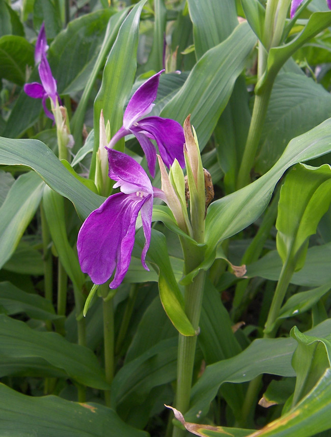 Image of Roscoea purpurea specimen.