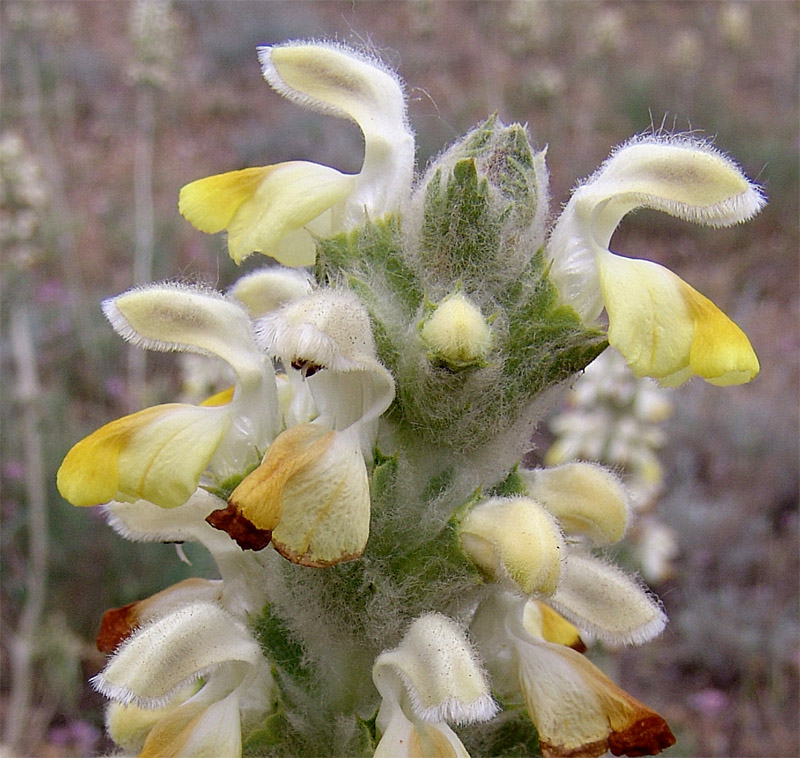 Image of Phlomoides laciniata specimen.