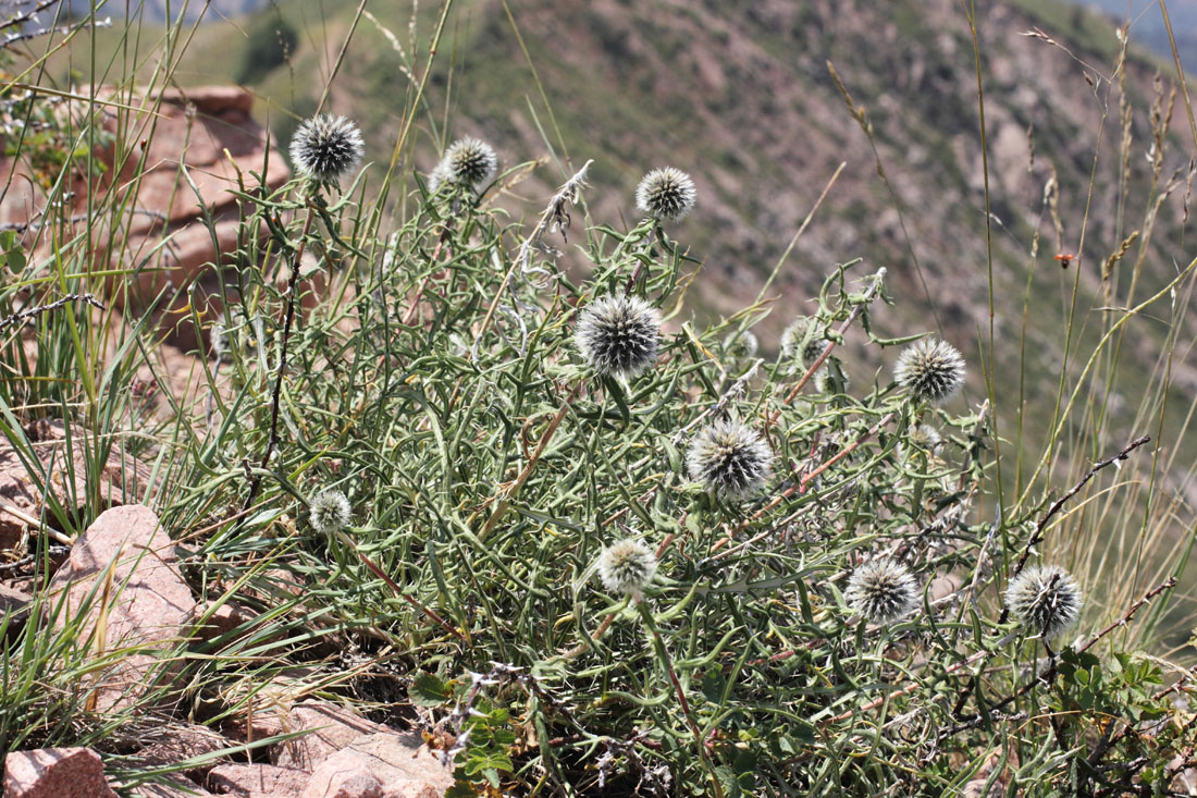 Image of Echinops tschimganicus specimen.