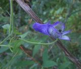 Aconitum volubile