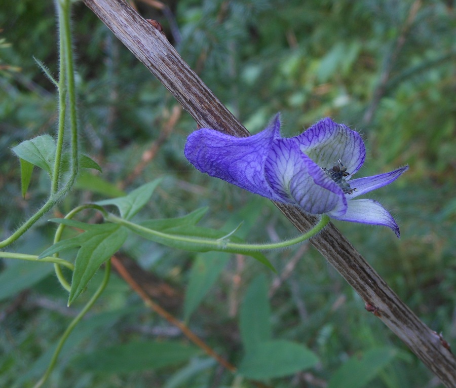 Изображение особи Aconitum volubile.