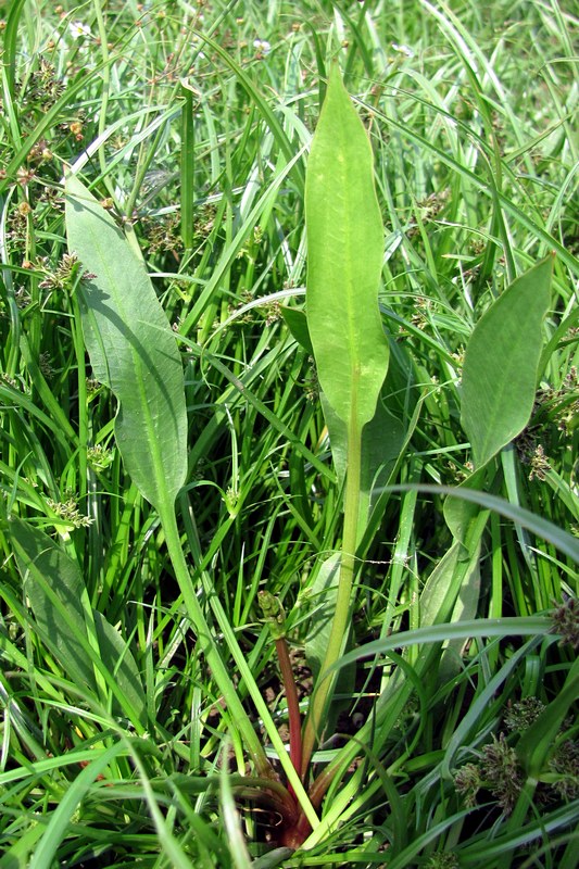 Image of Alisma lanceolatum specimen.