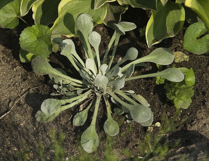 Image of Physaria alpina specimen.