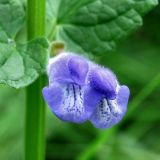 Scutellaria galericulata