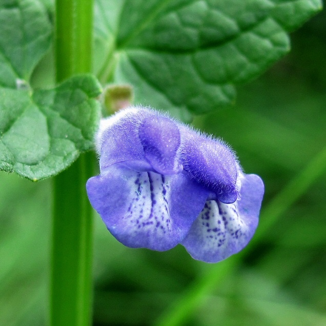 Изображение особи Scutellaria galericulata.