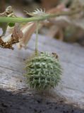 Medicago подвид ciliaris