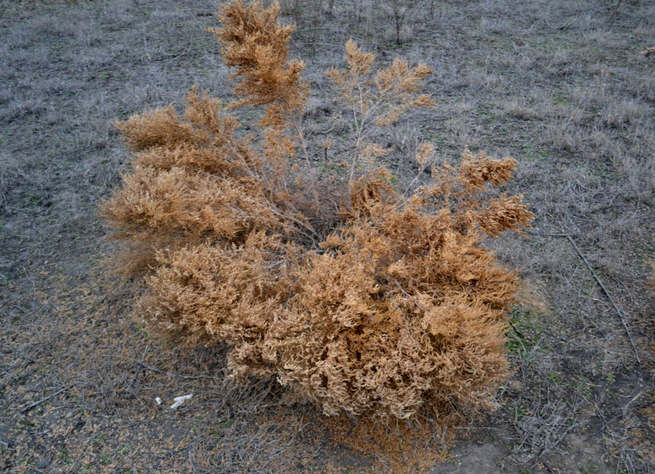 Изображение особи Salsola dendroides.