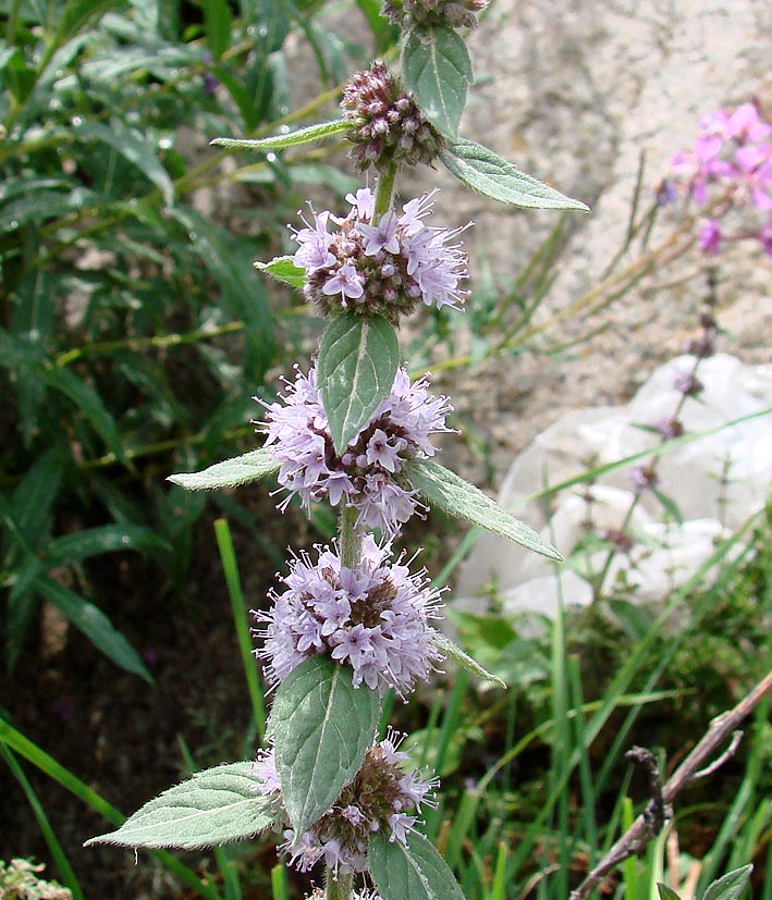 Image of Mentha arvensis specimen.