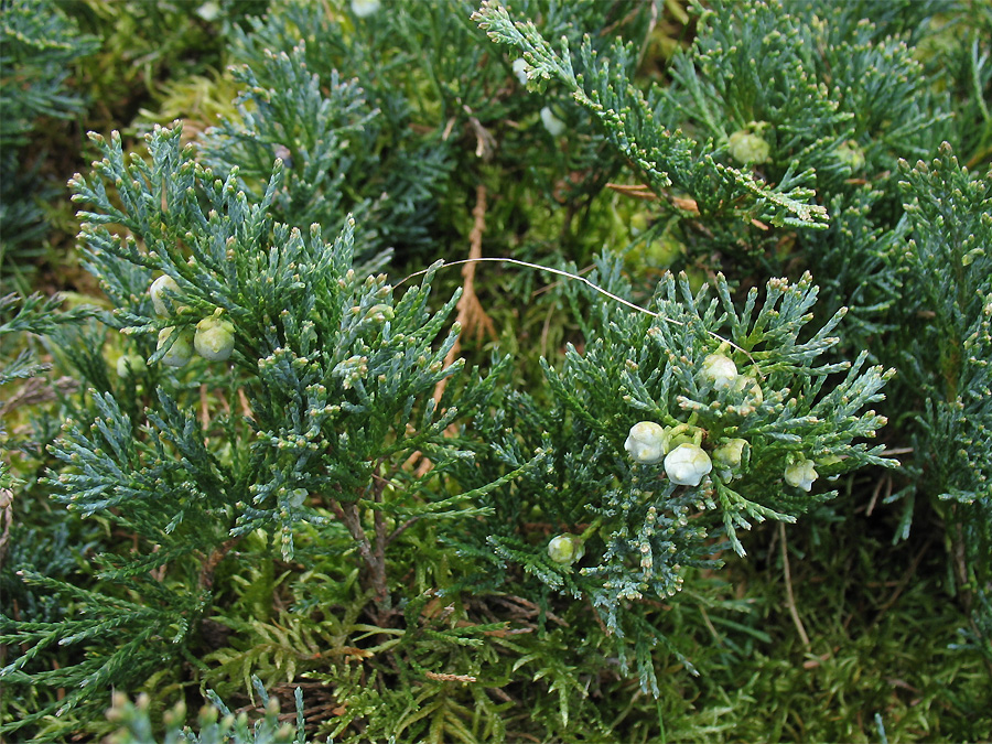 Image of Juniperus horizontalis specimen.