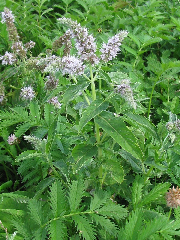 Image of Mentha longifolia specimen.