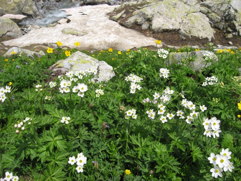 Изображение особи Anemonastrum fasciculatum.