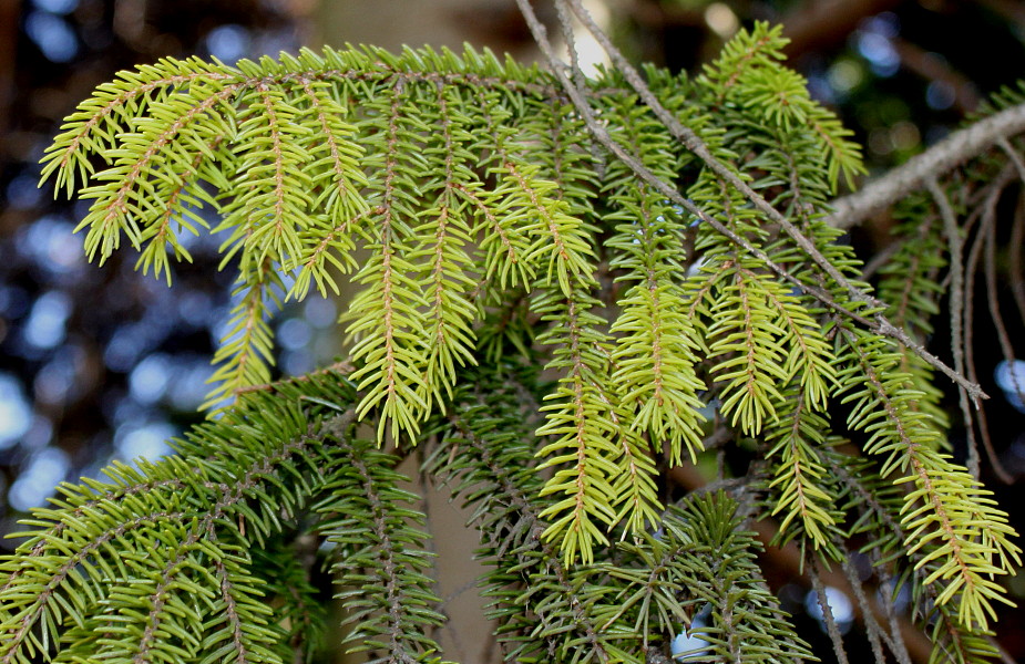 Изображение особи Picea orientalis.