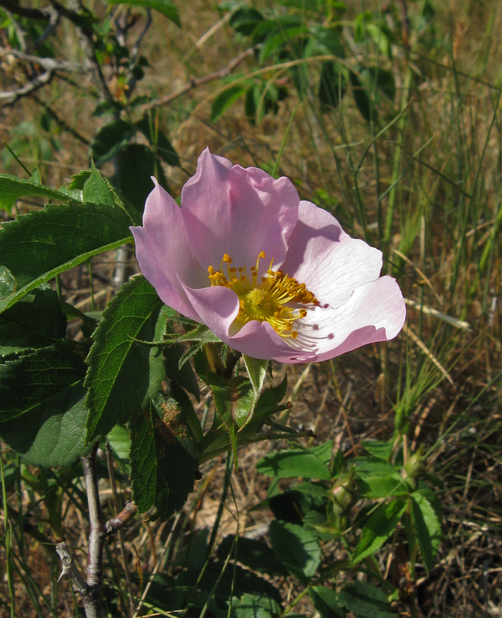 Изображение особи Rosa marginata.