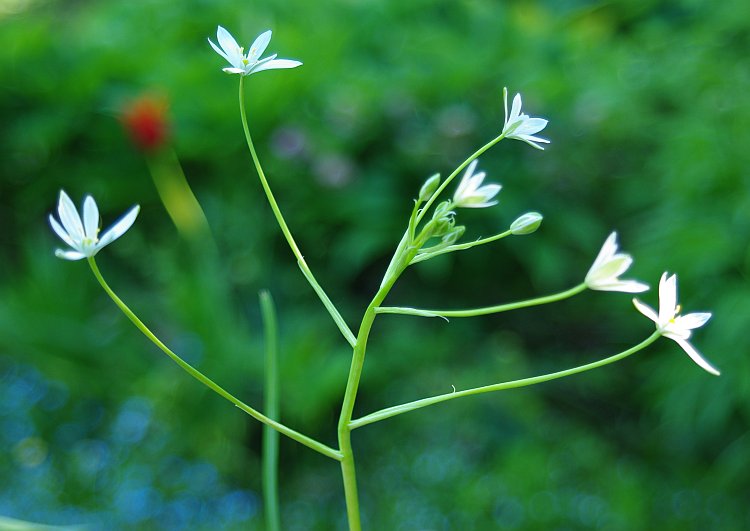 Image of Ornithogalum woronowii specimen.