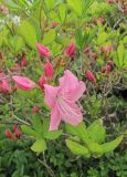 Rhododendron schlippenbachii