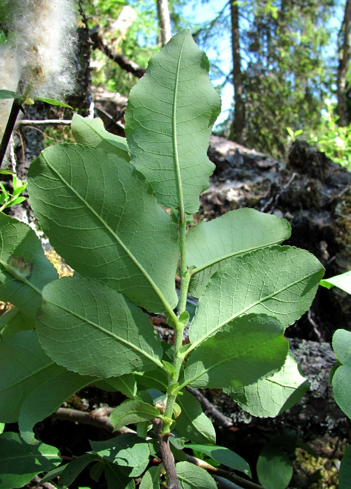 Изображение особи Salix hastata.