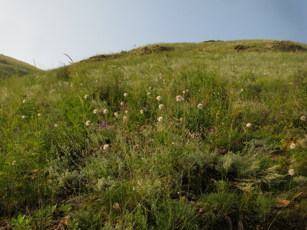 Image of Allium monachorum specimen.