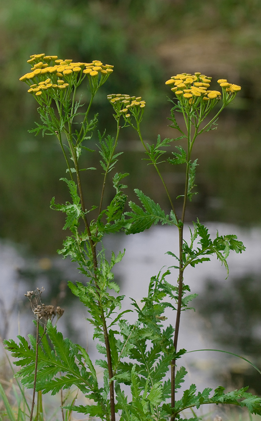 Image of Tanacetum vulgare specimen.