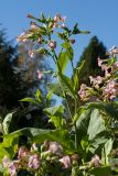 Nicotiana tabacum. Верхушка цветущего растения. Финляндия, г. Оулу, ботанический сад Университета Оулу, в культуре. 12.09.2013.