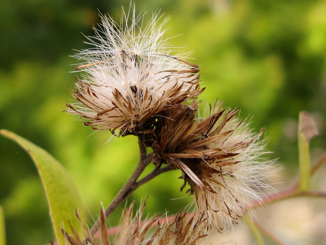 Image of Inula conyza specimen.