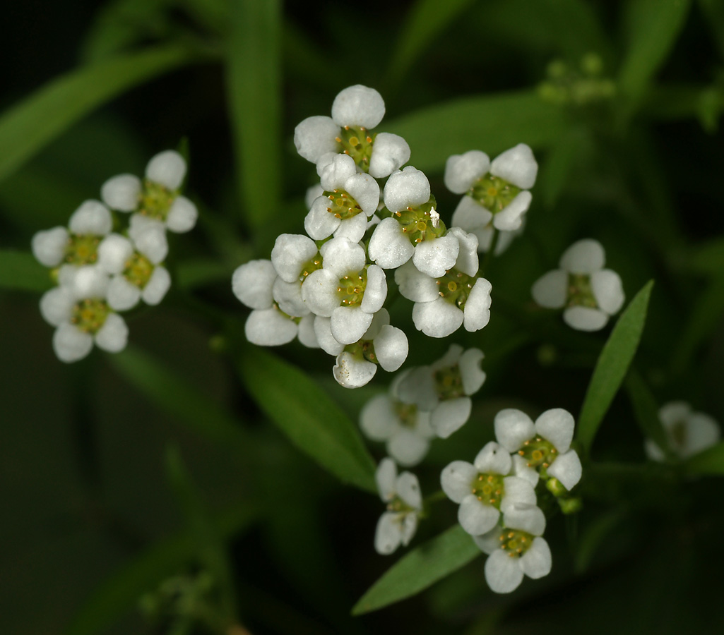 Изображение особи Lobularia maritima.