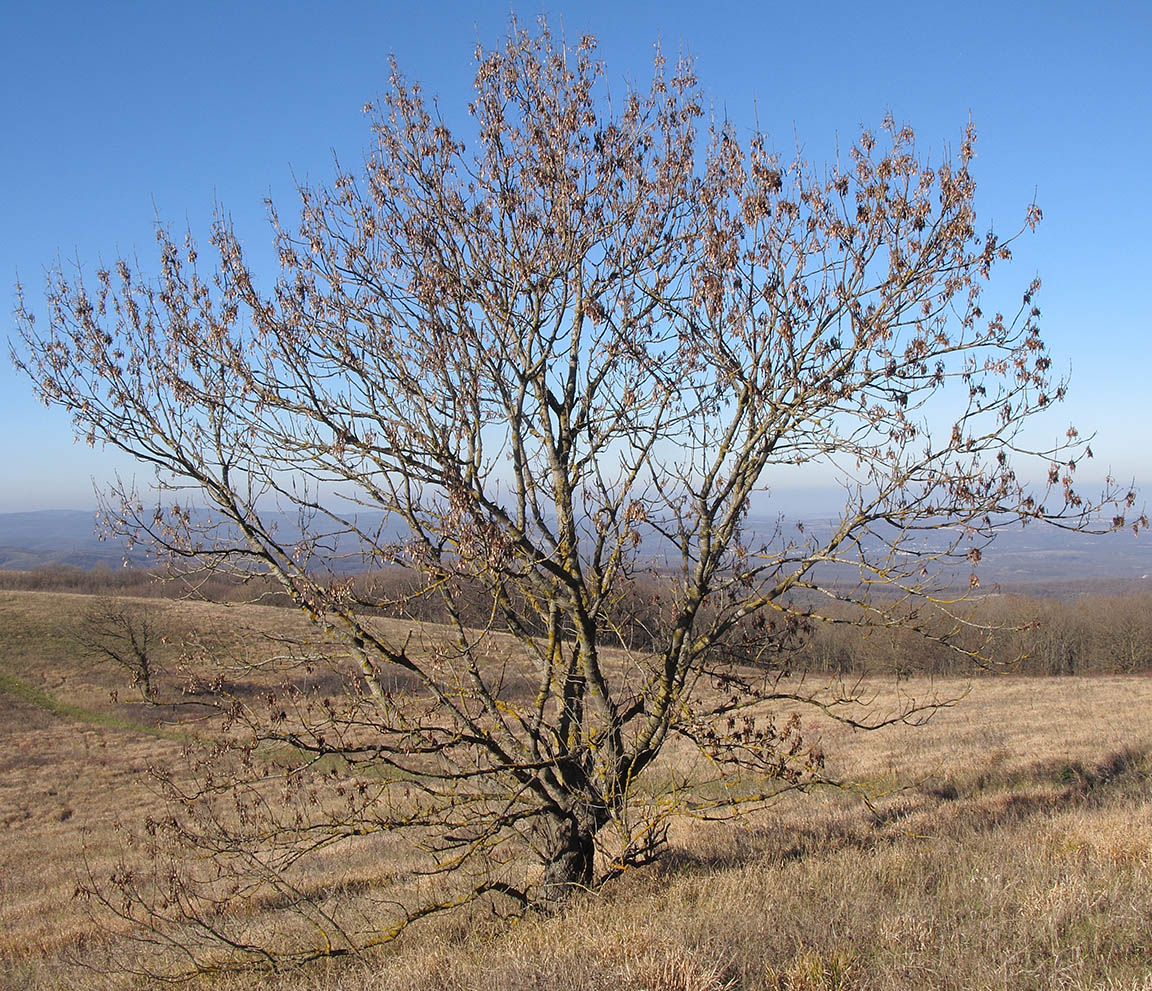 Image of Fraxinus excelsior specimen.