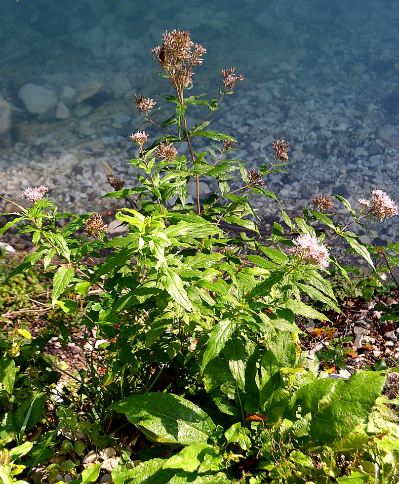 Image of Eupatorium cannabinum specimen.