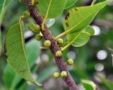 Ficus cordata subspecies salicifolia. Часть побега с соплодиями. Сокотра, плато Хомхи. 29.12.2013.