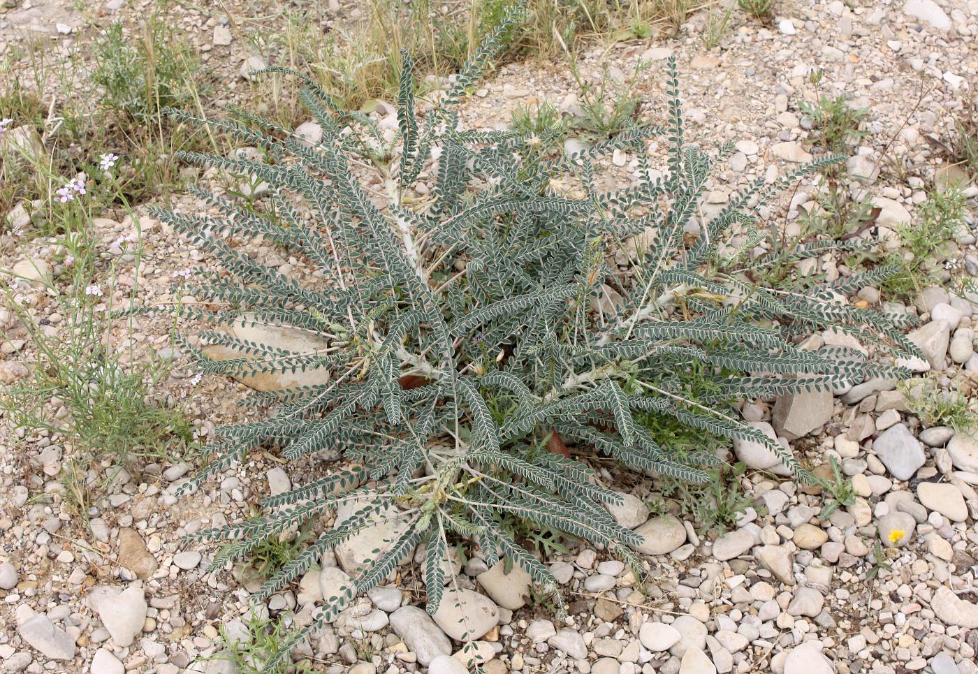 Изображение особи Astragalus sieberi.
