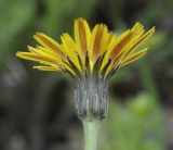 Leontodon biscutellifolius