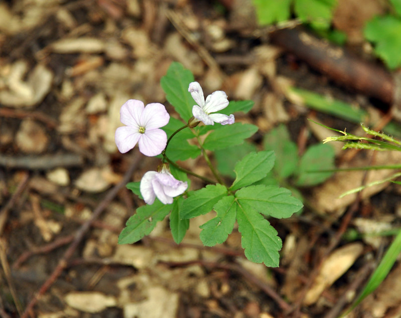 Image of Cardamine quinquefolia specimen.