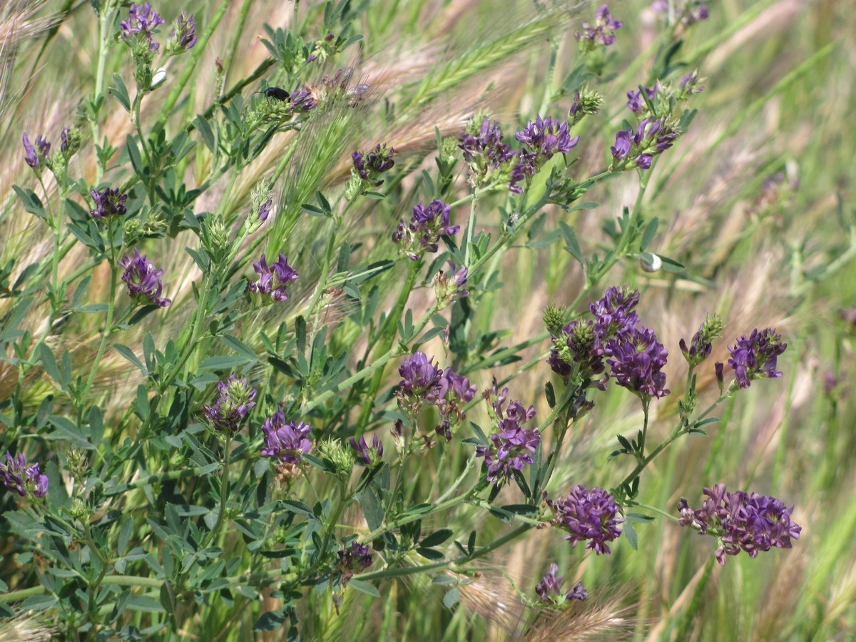 Image of Medicago sativa specimen.