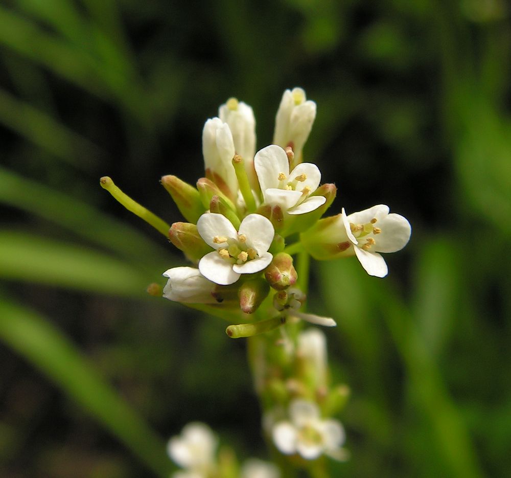 Image of Arabis sagittata specimen.