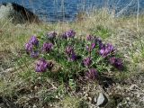 Oxytropis sordida. Цветущее растение с цветами яркой окраски. Кольский п-ов, Восточный Мурман, Дальние Зеленцы, берег оз. Промерное. 14.06.2014.