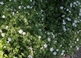 Geranium sanguineum