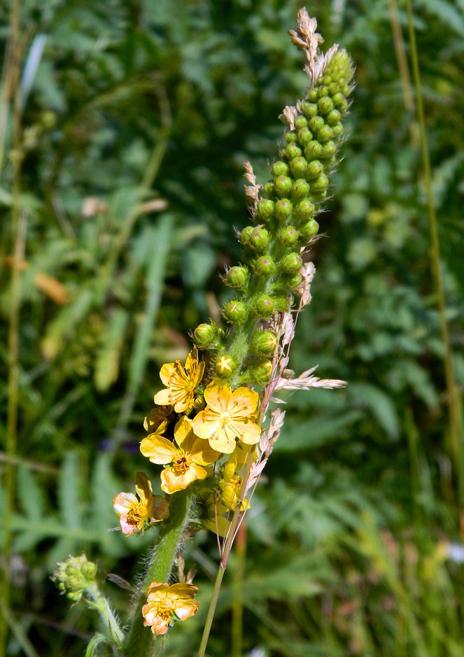 Изображение особи Agrimonia eupatoria.