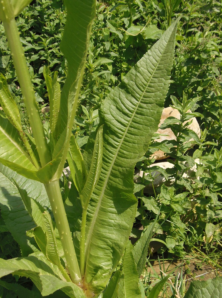 Image of genus Dipsacus specimen.