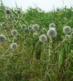 Echinops sphaerocephalus