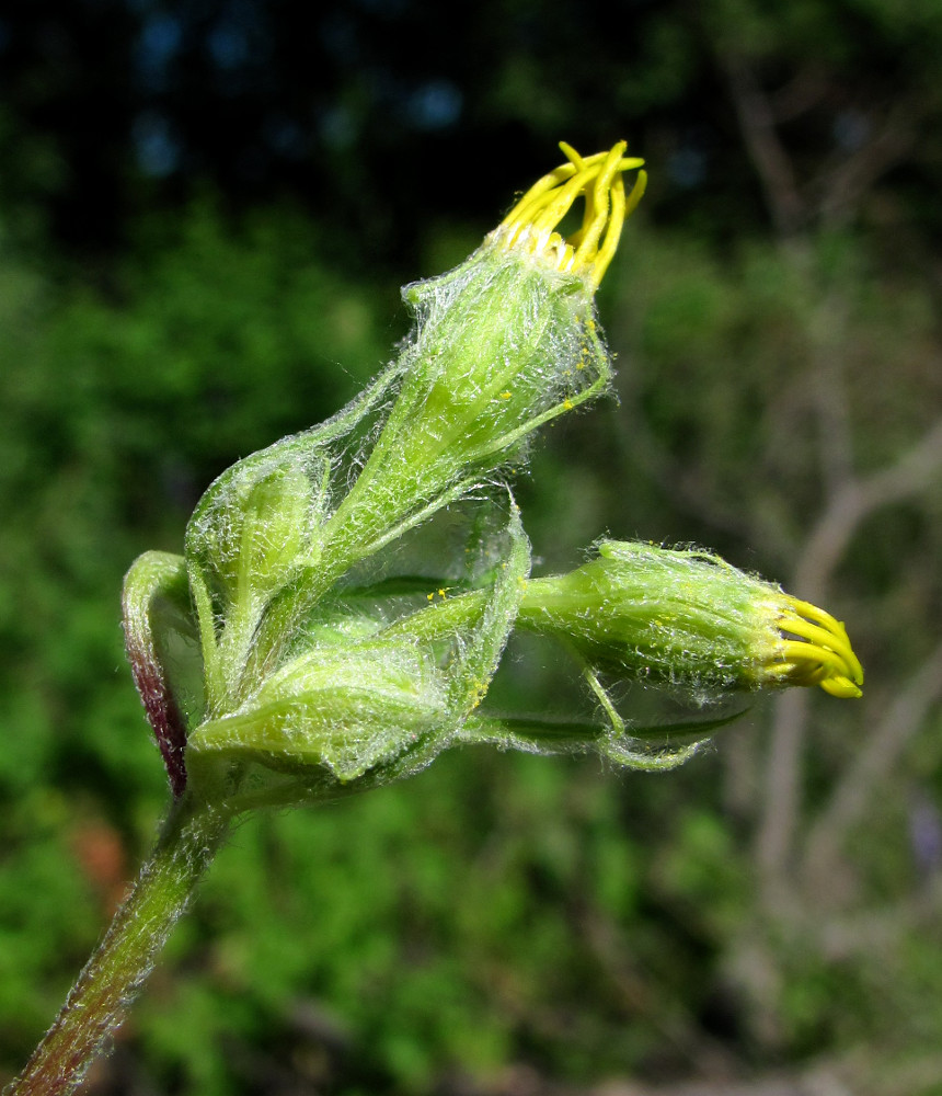 Image of Senecio nemorensis specimen.