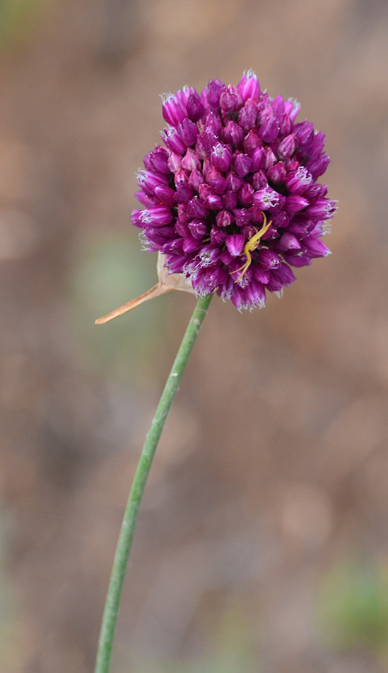 Изображение особи Allium rotundum.