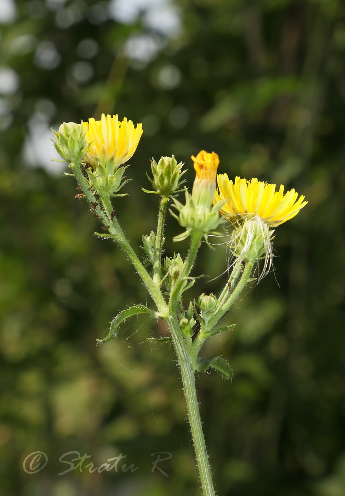 Изображение особи Picris hieracioides.