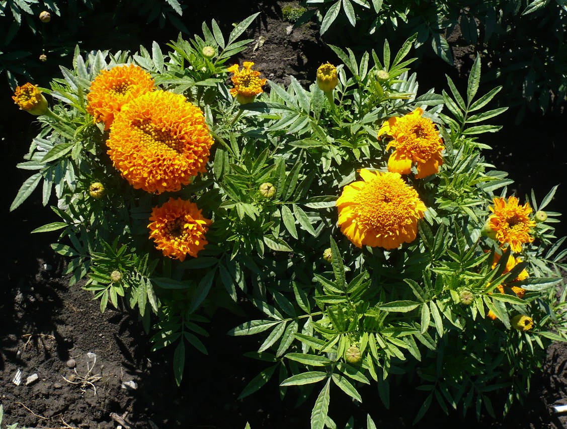 Image of Tagetes erecta specimen.