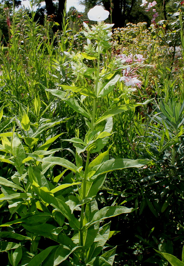 Image of Phlox paniculata specimen.