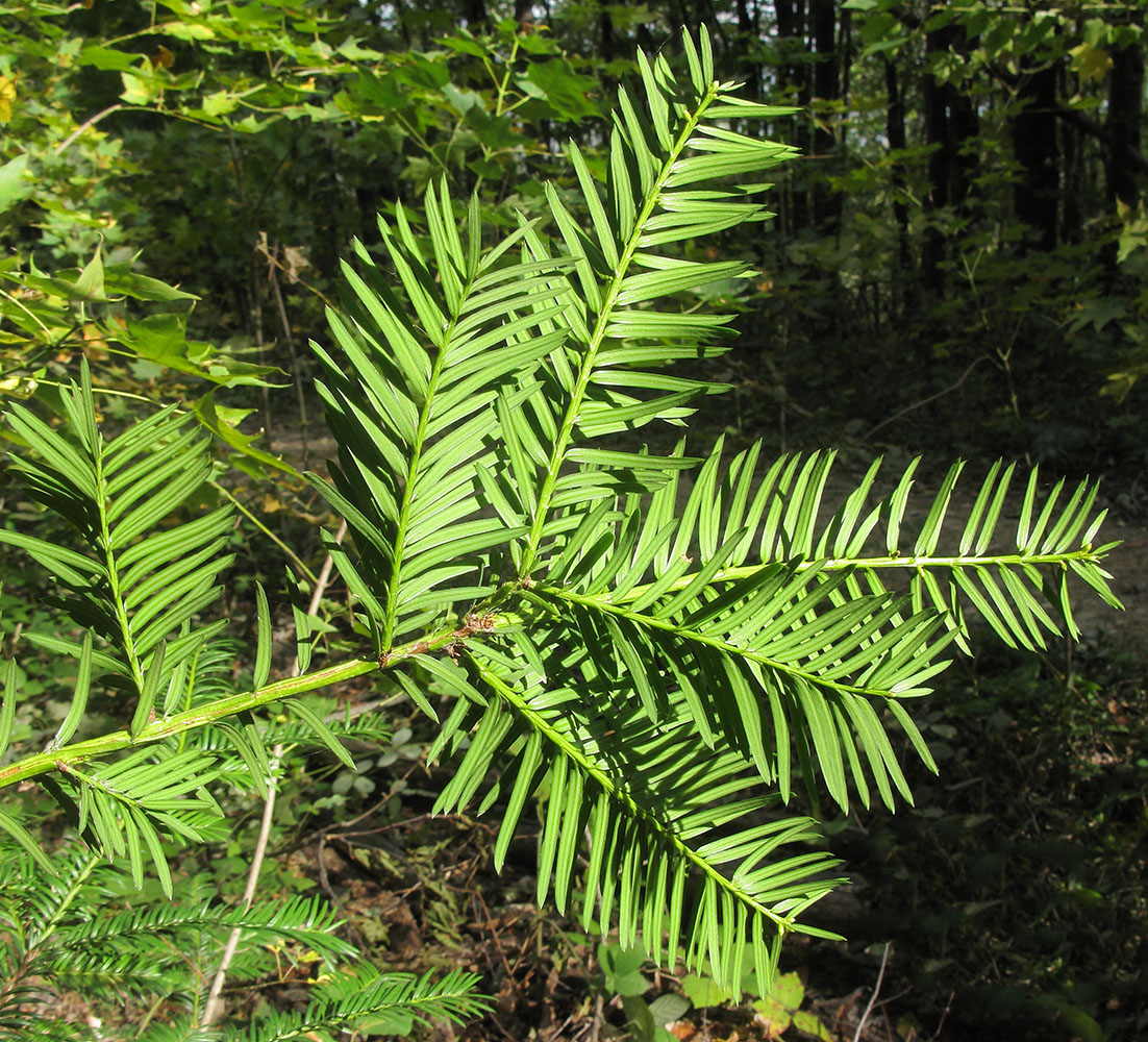 Image of Taxus baccata specimen.