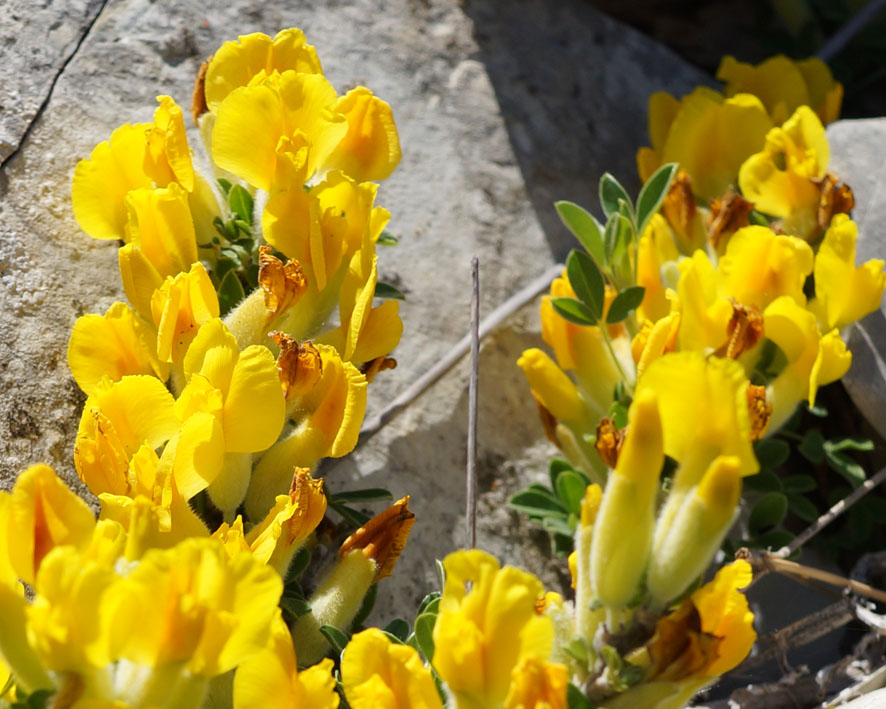 Image of genus Chamaecytisus specimen.